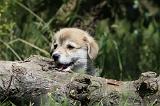 CORGI PEMBROKE 729